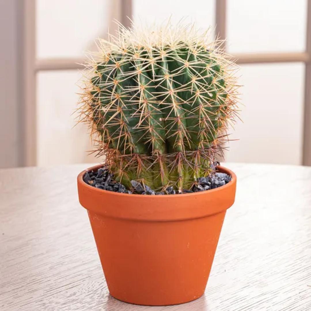 Cactus