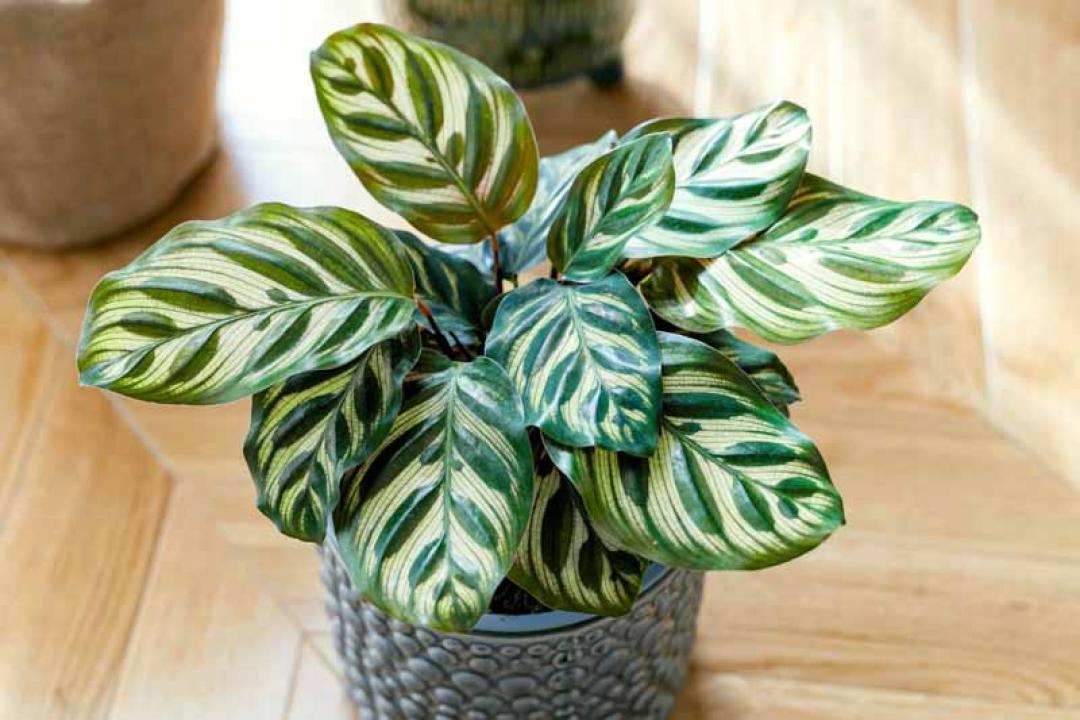 Calathea